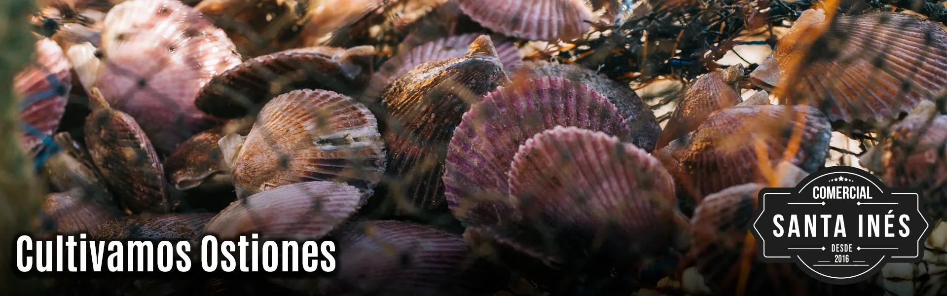 ostiones1